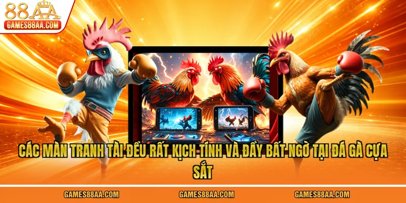 Các màn tranh tài đều rất kịch tính và đầy bất ngờ tại đá gà cựa sắt
